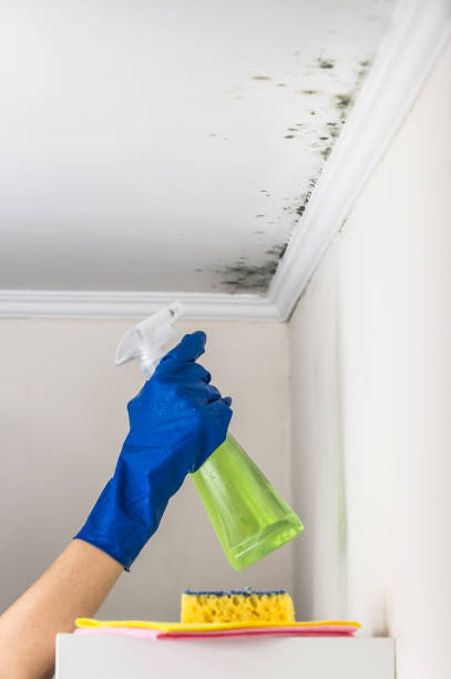 Best Commercial Mold Removal  in USA